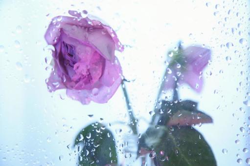 悲しげなイメージ ばら,背景素材,テーブルフォトの写真素材