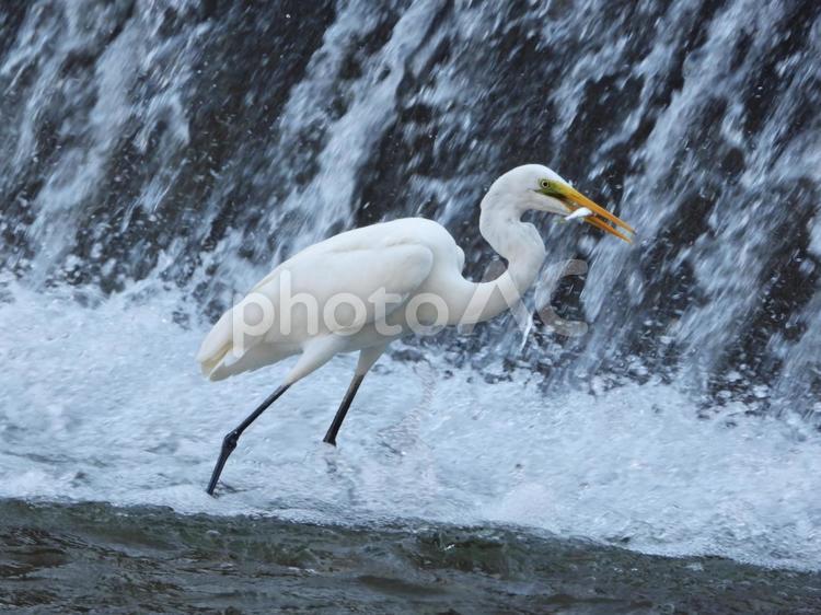 魚を掴み揚げた白鷺 鳥,野鳥,白鷺の写真素材