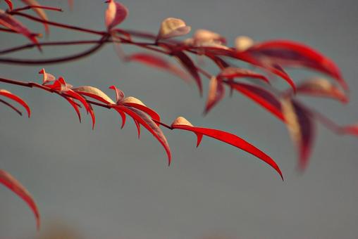 冬のナンテン ナンテン,南天,葉の写真素材