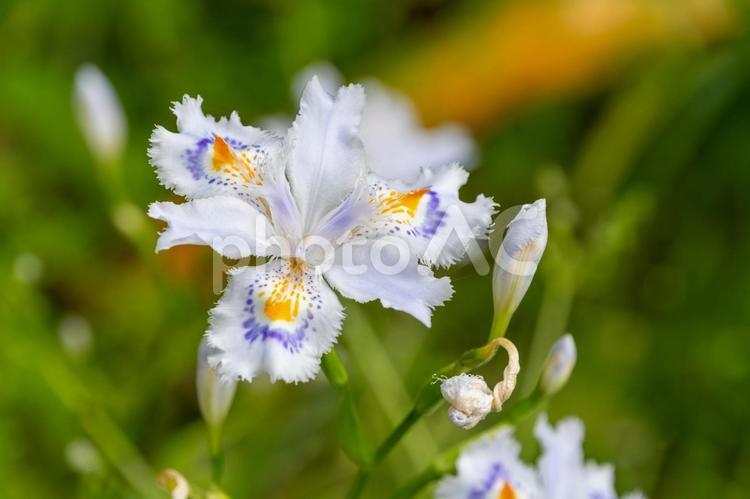 白紫のシャガ シャガ,花,花びらの写真素材