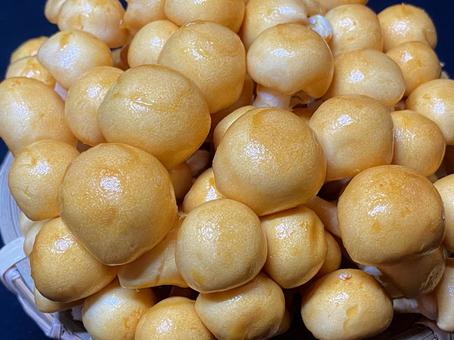 なめこ なめこ なめこ,滑子,木の子の写真素材