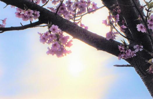 夕陽を浴びる河津桜 夕陽を浴びる河津桜の写真