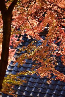 香嵐渓の紅葉 愛知の絶景 モミジ 秋風景 紅葉,秋,モミジの写真素材