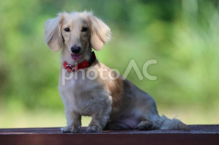 カメラ目線の犬 犬,フィールド,自然の写真素材
