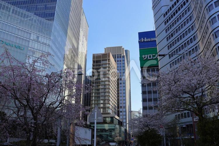 ４月上旬の東京八重洲オフィス街の桜の花 オフィス街,桜,花の写真素材