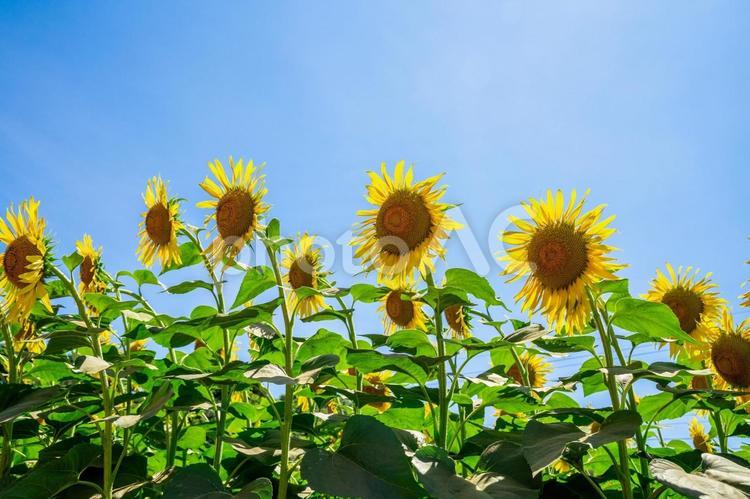 ひまわり畑 ひまわり,ひまわり畑,ヒマワリの写真素材