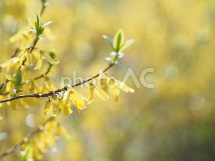 ３月に咲く黄色い花のレンギョウ（連翹） レンギョウ,連翹,生駒山の写真素材
