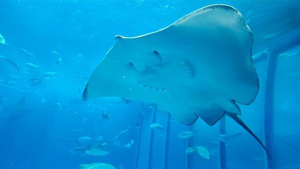 エイ 魚,沖縄,マンタの写真素材