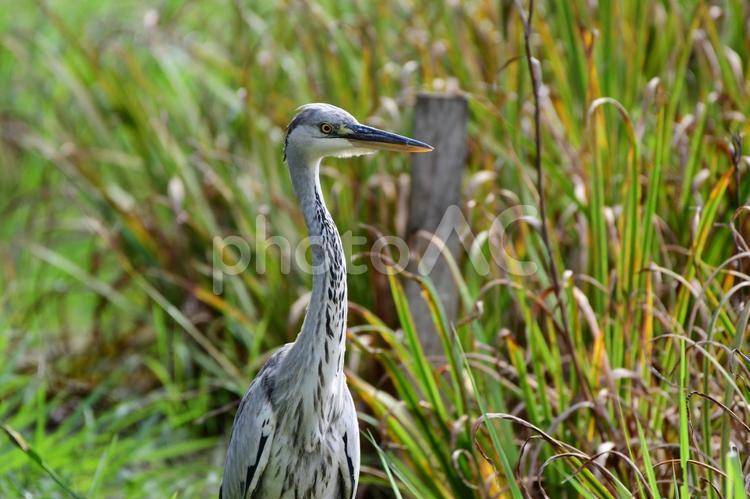 雨上がりの草地のアオサギ 野鳥,バードウォッチング,公園の写真素材