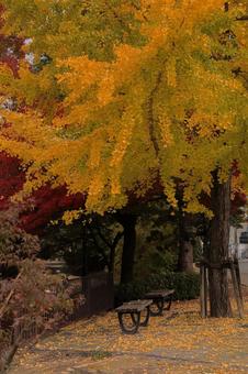 Bench under the ginkgo tree, waiting for someone to sit - 1, autumn, ginkgo biloba, autumn leaves, JPG