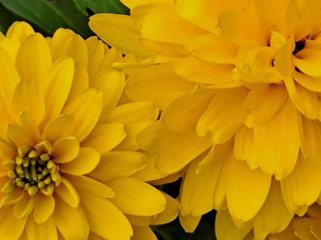 黄色の花 黄色の花 黄色,花,フラワーの写真素材