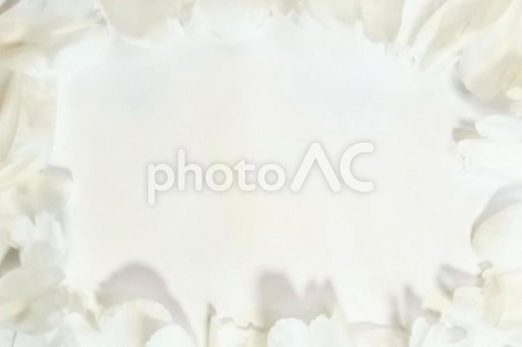 【花びらのフレーム】シャクヤク・白 花,フラワー,芍薬の写真素材