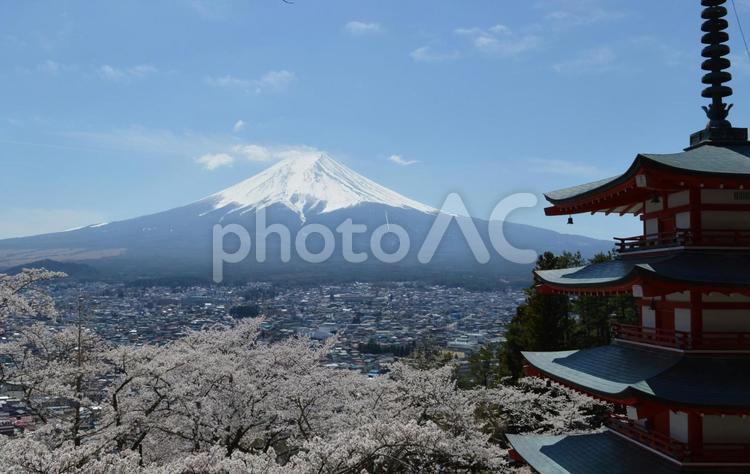 新倉山浅間神社の桜 新倉山浅間神社,桜,富士山の写真素材