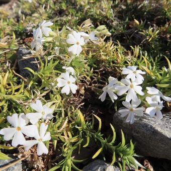 シバザクラ(芝桜) シバザクラ(芝桜)の写真