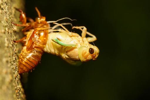 深夜に羽化の途中のアブラゼミの幼虫 深夜に羽化の途中のアブラゼミの幼虫の写真
