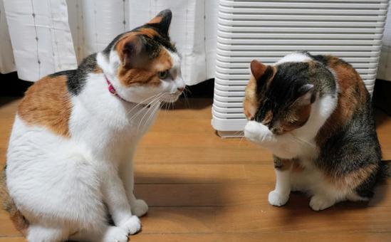 わかったの？うん、わかった ねこ,説教,姉妹の写真素材