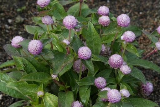 センニチコウ（千日紅） センニチコウ,千日紅,ピンクの写真素材
