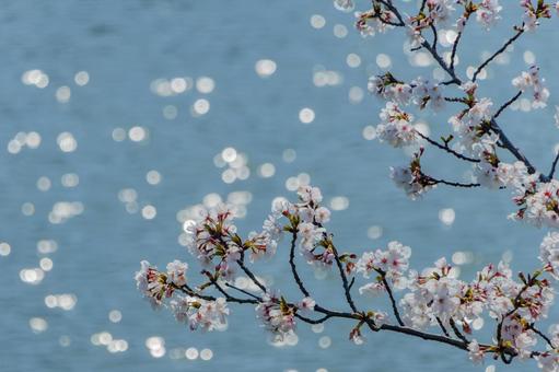 Light sparkling on the water surface and cherry blossom branches, JPG
