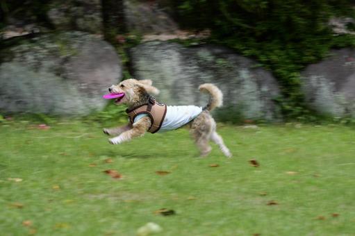 草原を走る犬 草原を走る犬の写真