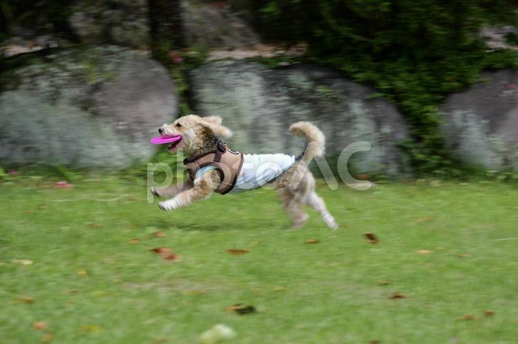 草原を走る犬 ダッシュ,走る,犬の写真素材