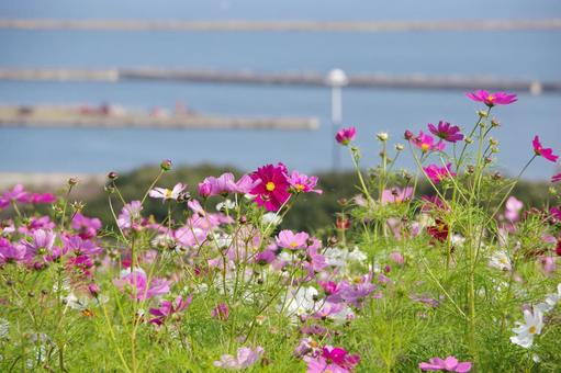 海の見えるコスモスの丘 コスモス,海,灯台の写真素材