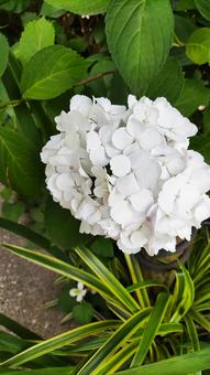 紫陽花 紫陽花の写真