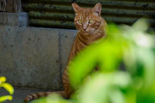 猫(187) 猫,食肉目,ネコ科の写真素材