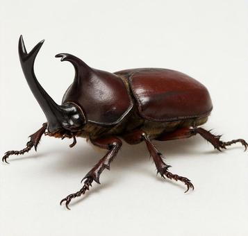 カブトムシ カブトムシの写真