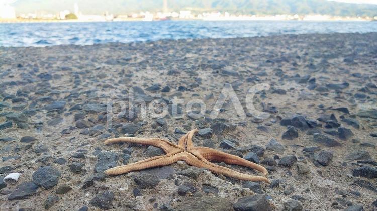海と干からびたヒトデ ヒトデ,生き物,人手の写真素材