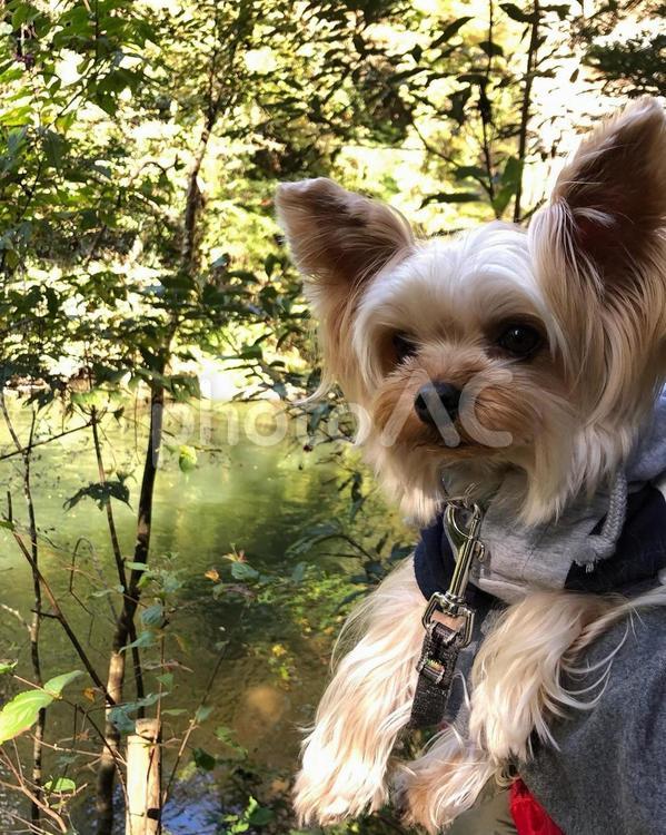 渓谷とイケメンヨーキー 犬,ヨーキー,ヨークシャーテリアの写真素材
