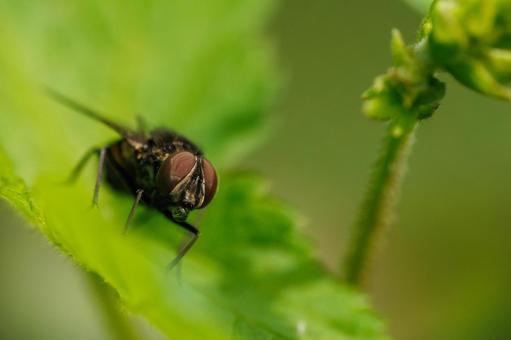 葉の上でくつろぐ蠅 葉の上でくつろぐ蠅の写真
