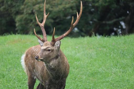 エゾシカ エゾシカ 野生動物,生き物,可愛いの写真素材
