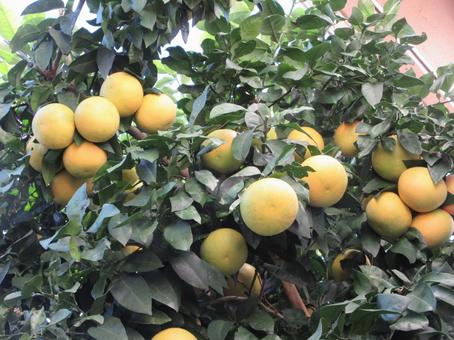 11月のグレープフルーツ  ００４の写真