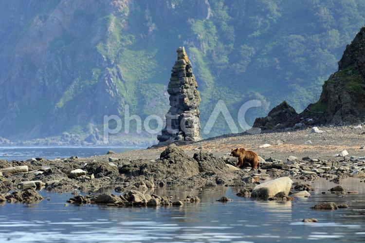【北海道】知床半島のヒグマ ヒグマ,クマ,ベアーの写真素材