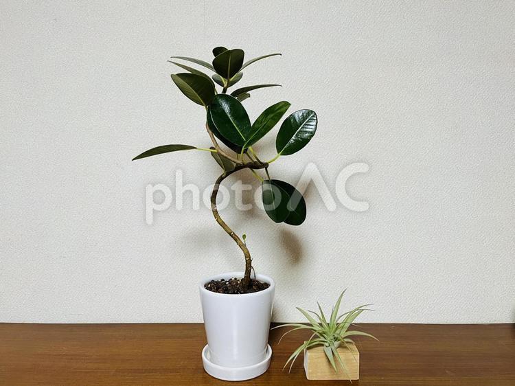 フランスゴムの木とエアープランツ 観葉植物,ゴムの木,フランスゴムの写真素材