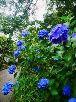 紫陽花 紫陽花の写真