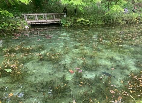 モネの池 モネの池 モネの池,岐阜県,青の写真素材