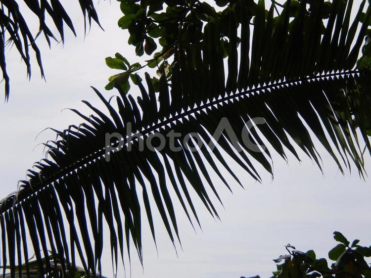 ヤシの葉を下から見る１ ヤシ,植物,空の写真素材