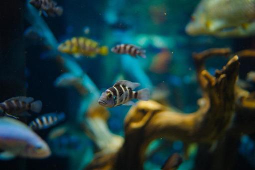 青い背景の熱帯魚 青い背景の熱帯魚 熱帯魚,青,水槽の写真素材