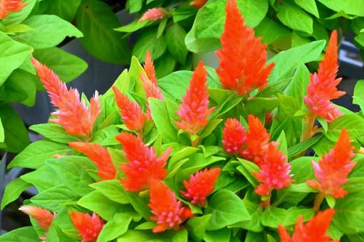 ケイトウ ケイトウ,鶏頭,秋の写真素材