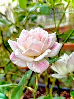 薔薇 薔薇,バラ,バラ園の写真素材