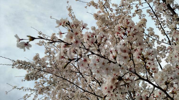 サクラと桜 サクラ,桜,花の写真素材