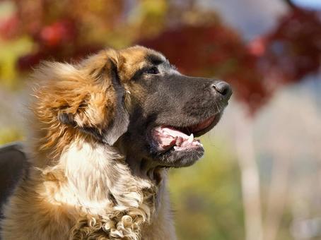 レオンベルガーのポートレート 犬,レオンベルガー,大型犬の写真素材