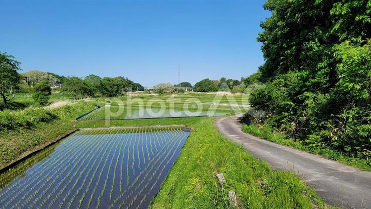 田園風景 5月,田園,水田の写真素材