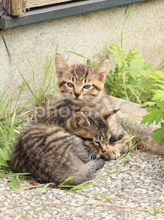 子猫 ねこ,仔猫,子猫の写真素材