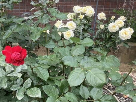 バラ バラ バラ,ローズ,花びらの写真素材