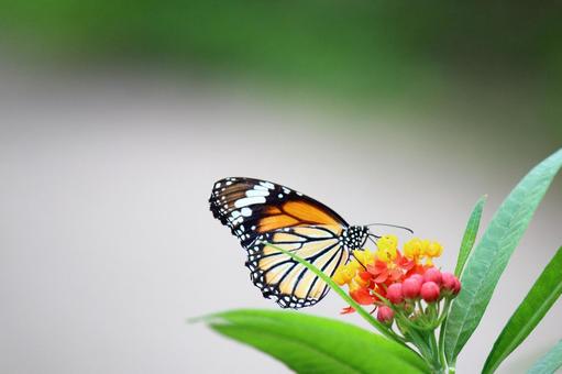 スジグロカバマダラ スジグロカバマダラの写真