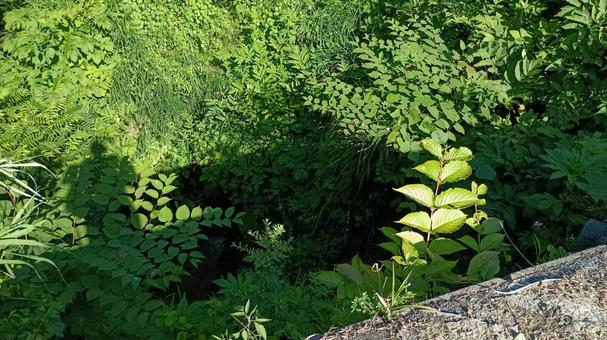 夏涼しげな沢を眺める 沢,涼し気,自然の写真素材