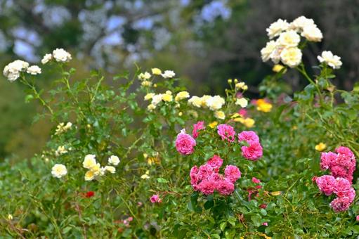 バラ園に咲く美しい秋バラ バラ園に咲く美しい秋バラ 薔薇の花,バラ,花の写真素材