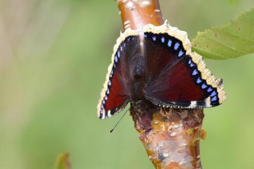 キベリタテハ キベリタテハ,タテハチョウ,チョウの写真素材